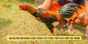 Đá gà WS 168 Sảnh Cược Đẳng Cấp Trực Tiếp Gay Cấn Tại TIC88