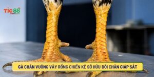 Gà Chân Vuông Vảy Rồng Chiến Kê Sở Hữu Đôi Chân Giáp Sắt