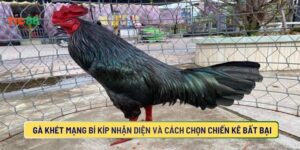 Gà Khét Mạng Bí Kíp Nhận Diện Và Cách Chọn Chiến Kê Bất Bại